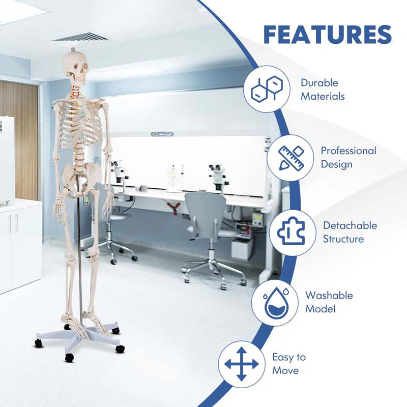 70.8" Life Size Human Anatomical Anatomy Skeleton Medical Model with Rolling Stand, Removable Parts, Poster & Dust Cover
